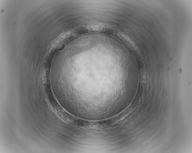 X0000087530738200705112031