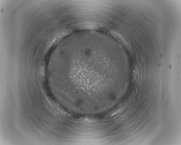 X0000087530739200705112031