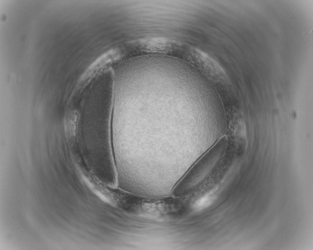 X0000087530744200705112031