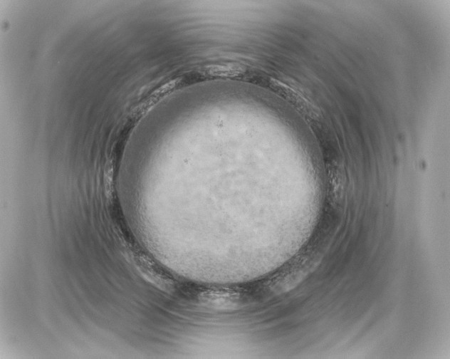 X0000087530745200705112031