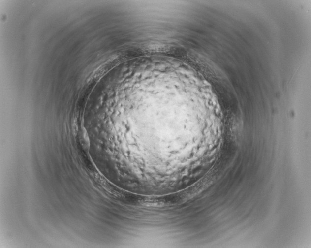 X0000087530746200705112031