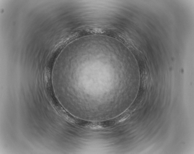 X0000087530747200705112031