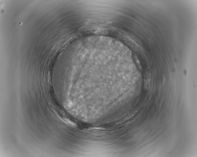 X0000087530748200705112031