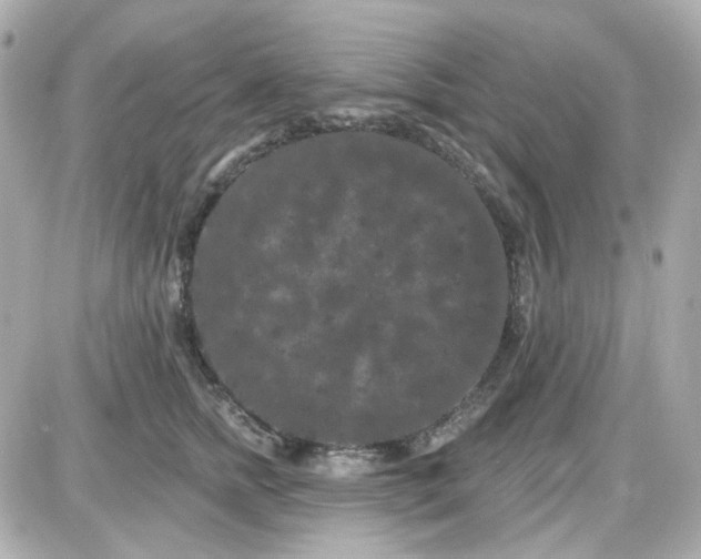 X0000087530758200705112031