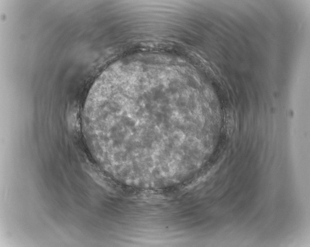 X0000087530770200705112030