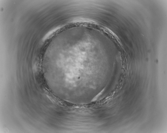 X0000087530775200705112030