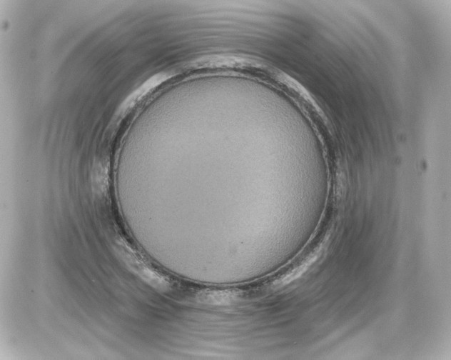 X0000087530778200705112030