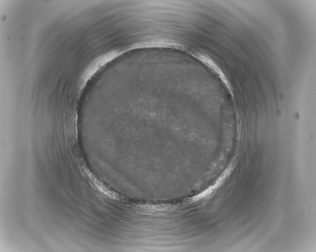 X0000087530781200705112030