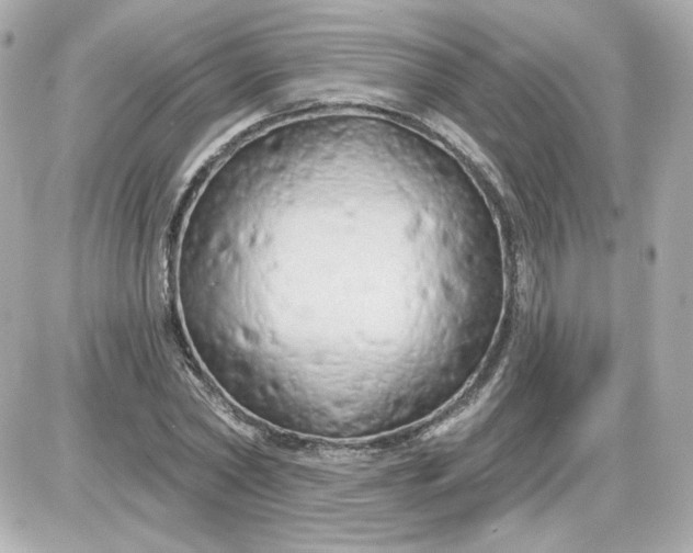 X0000087530782200705112030