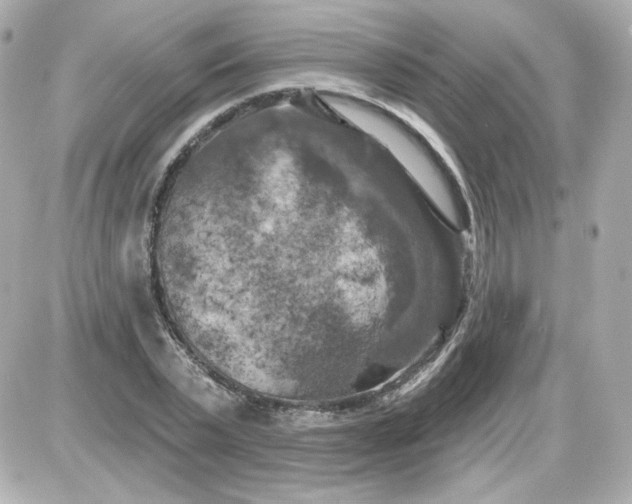 X0000087530783200705112030