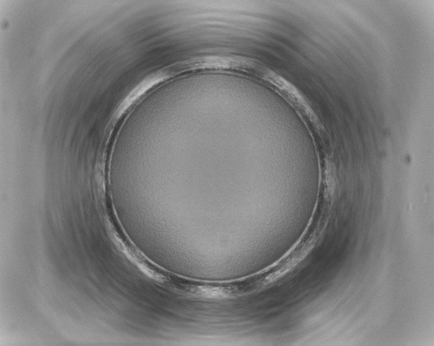 X0000087530794200705112030