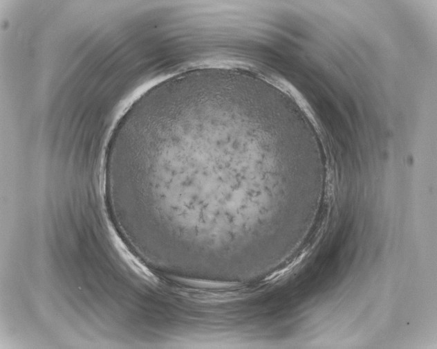 X0000087530795200705112030