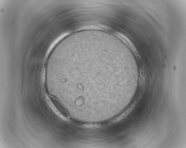 X0000087530804200705112030