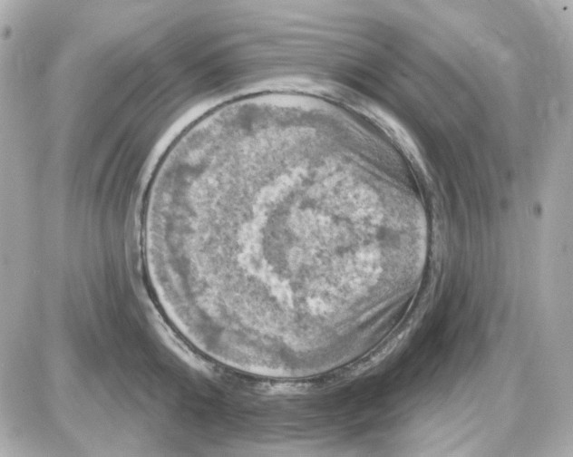 X0000087530808200705112030