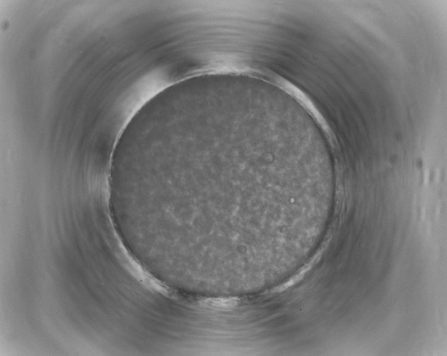 X0000087530810200705112030