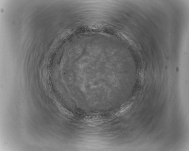 X0000087530817200705112029