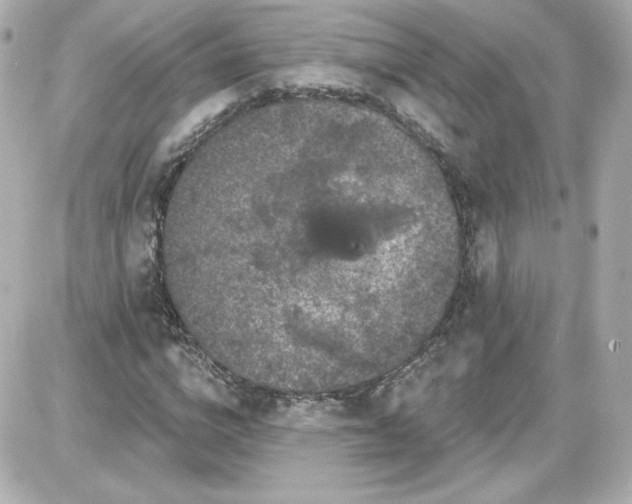 X0000087530824200705112029