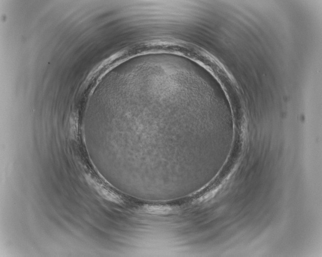 X0000087530825200705112029