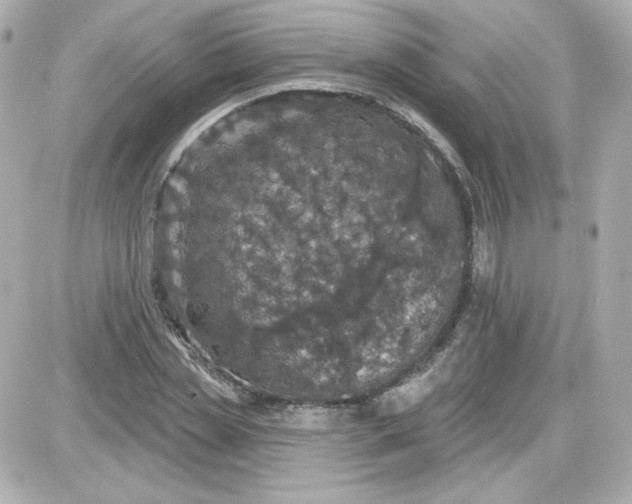 X0000087530829200705112029