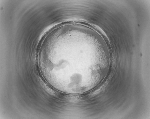 X0000087530831200705112029