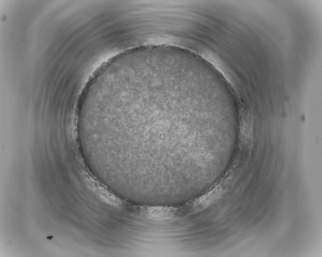 X0000087530832200705112029