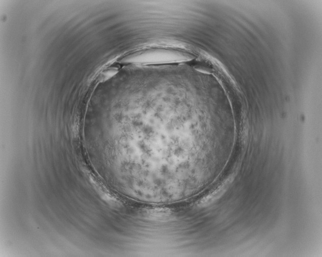 X0000087530833200705112029