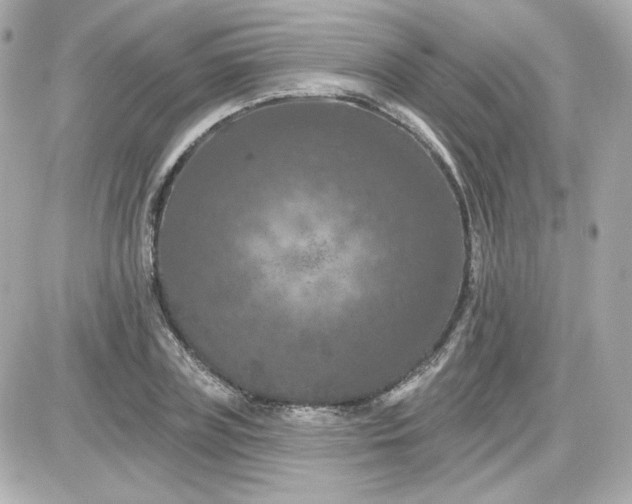 X0000087530835200705112029