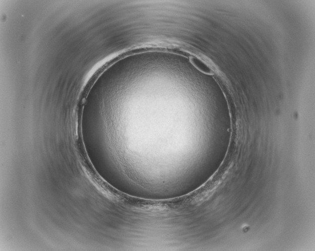 X0000087530838200705112029