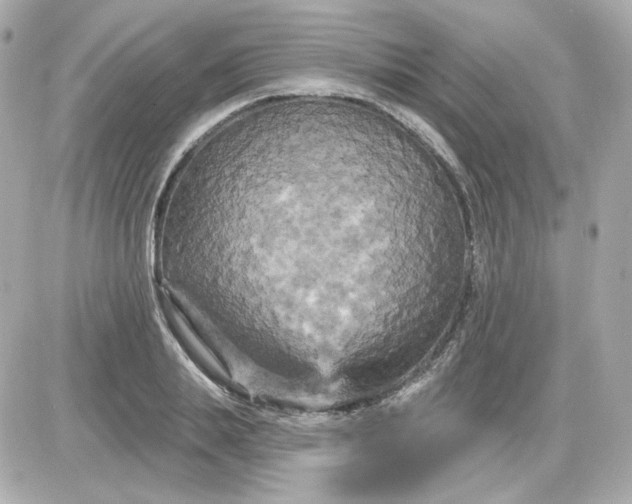 X0000087530839200705112029