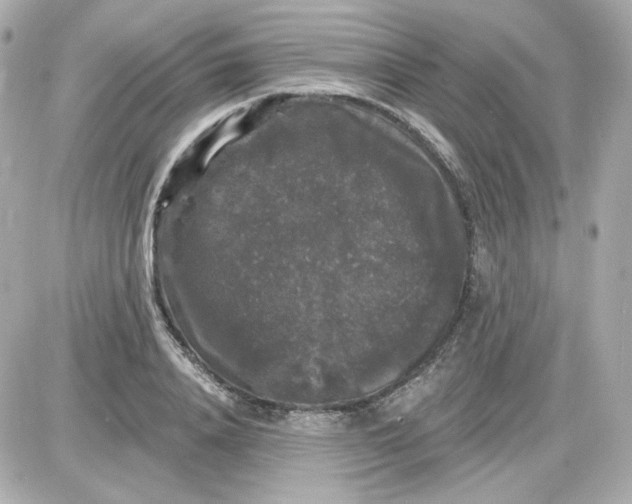 X0000087530840200705112029