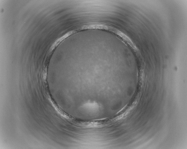 X0000087530841200705112029