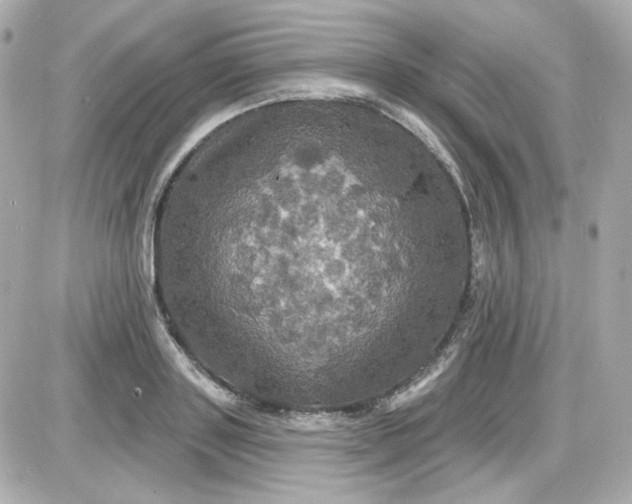 X0000087530843200705112029