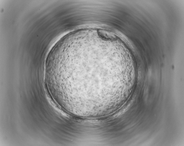 X0000087530844200705112029