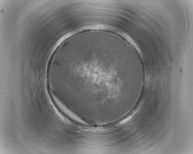 X0000087530845200705112029