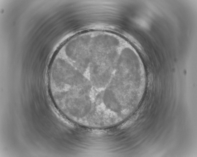 X0000087530848200705112029