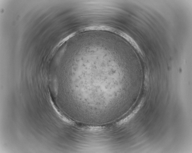 X0000087530849200705112029