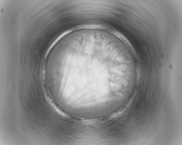 X0000087530852200705112029