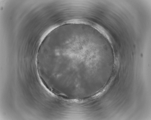 X0000087530855200705112029