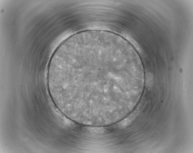 X0000087530856200705112029