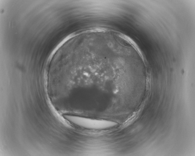 X0000087530859200705112029