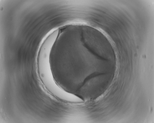 X0000087530864200705112030