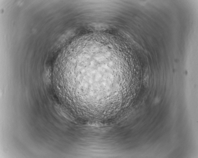 X0000087530866200705112029