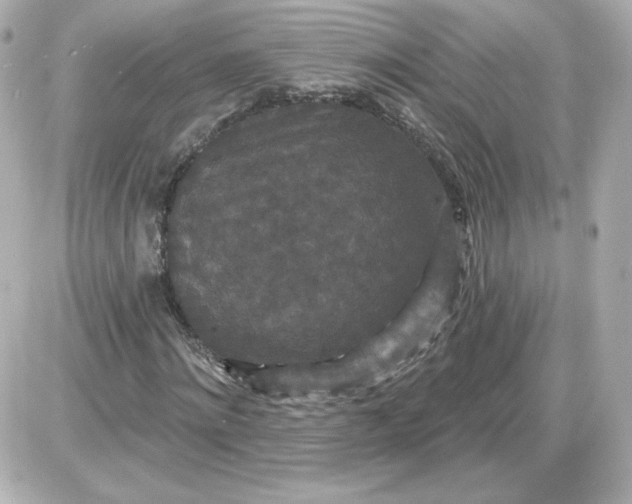 X0000087530868200705112029