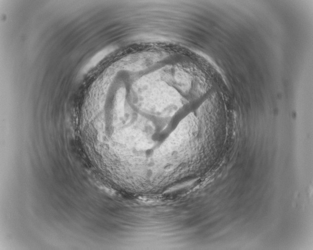 X0000087530871200705112029