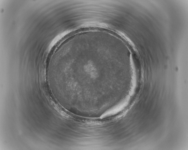 X0000087530877200705112029