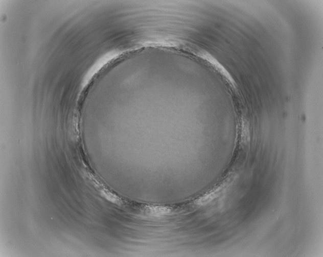 X0000087530878200705112029