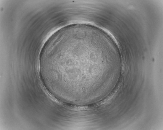 X0000087530887200705112028