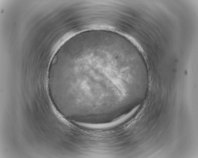 X0000087530895200705112028