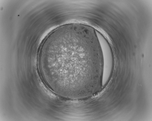 X0000087530896200705112028