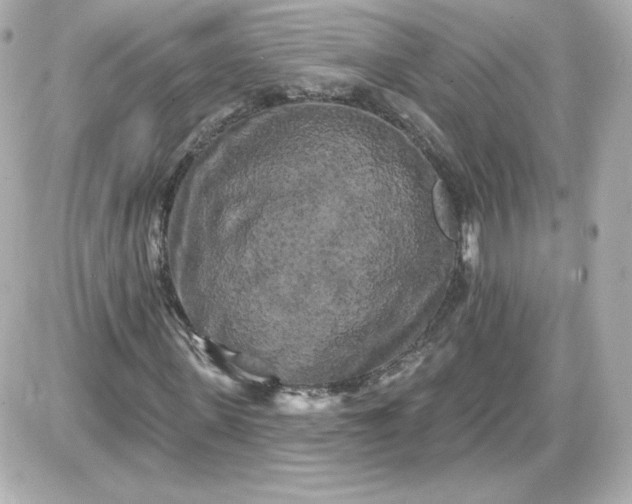 X0000087530915200705112027